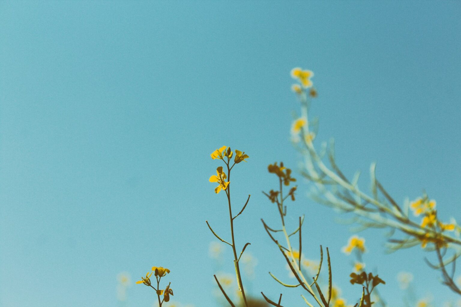 Larm rmah 1cvEeuJKYto unsplash